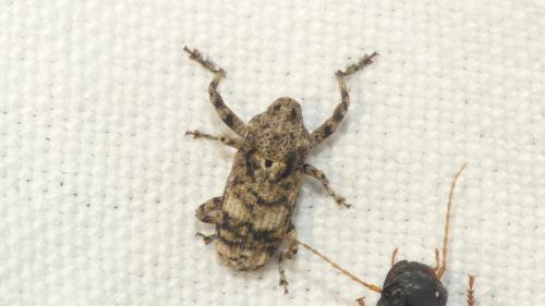 Gasterocercus depressirostris